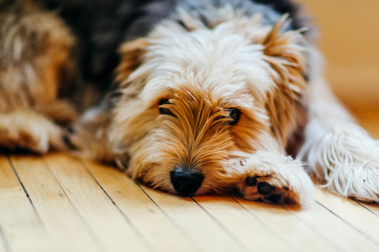 A medium shot of a scruffy brown and black terrier-type dog lying on a polished hardwood floor. The dog is resting its head on its paws, looking directly at the camera with a gentle, relaxed expression.
