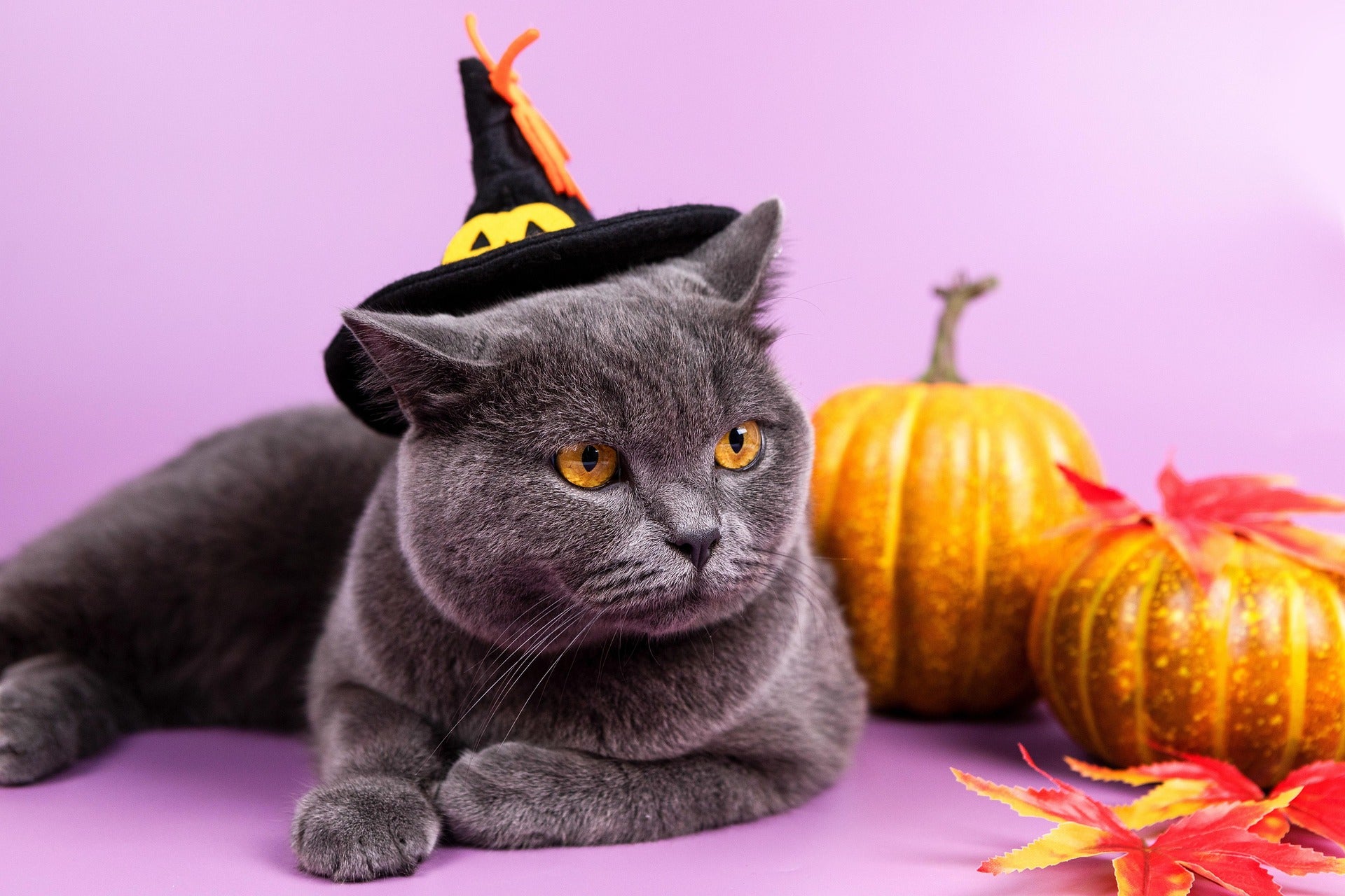 Gray cat wearing a Halloween witch hat with pumpkins and feathers on a purple background